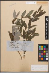 Foto von Salix caprea L. x Salix purpurea L.
